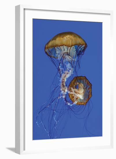 Jellyfish II-Erin Berzel-Framed Photographic Print