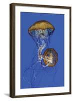 Jellyfish II-Erin Berzel-Framed Photographic Print