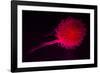 Jellyfish in Aquarium of Quebec, Sainte-Foy, Quebec City, Quebec, Canada-Panoramic Images-Framed Photographic Print