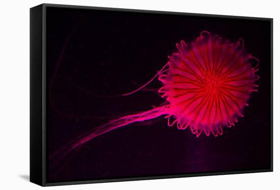 Jellyfish in Aquarium of Quebec, Sainte-Foy, Quebec City, Quebec, Canada-Panoramic Images-Framed Stretched Canvas