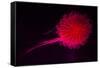 Jellyfish in Aquarium of Quebec, Sainte-Foy, Quebec City, Quebec, Canada-Panoramic Images-Framed Stretched Canvas