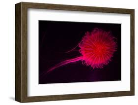 Jellyfish in Aquarium of Quebec, Sainte-Foy, Quebec City, Quebec, Canada-Panoramic Images-Framed Photographic Print