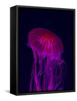 Jellyfish in Aquarium of Quebec, Sainte-Foy, Quebec City, Quebec, Canada-Panoramic Images-Framed Stretched Canvas