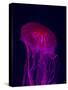 Jellyfish in Aquarium of Quebec, Sainte-Foy, Quebec City, Quebec, Canada-Panoramic Images-Stretched Canvas