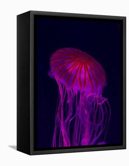 Jellyfish in Aquarium of Quebec, Sainte-Foy, Quebec City, Quebec, Canada-Panoramic Images-Framed Stretched Canvas