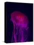 Jellyfish in Aquarium of Quebec, Sainte-Foy, Quebec City, Quebec, Canada-Panoramic Images-Stretched Canvas