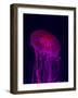 Jellyfish in Aquarium of Quebec, Sainte-Foy, Quebec City, Quebec, Canada-Panoramic Images-Framed Photographic Print