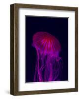 Jellyfish in Aquarium of Quebec, Sainte-Foy, Quebec City, Quebec, Canada-Panoramic Images-Framed Photographic Print