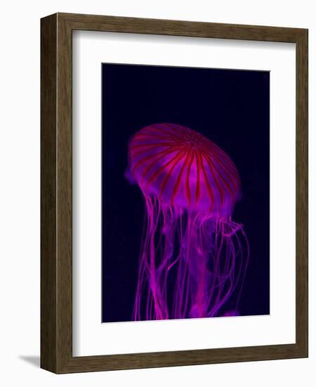 Jellyfish in Aquarium of Quebec, Sainte-Foy, Quebec City, Quebec, Canada-Panoramic Images-Framed Photographic Print