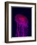 Jellyfish in Aquarium of Quebec, Sainte-Foy, Quebec City, Quebec, Canada-Panoramic Images-Framed Photographic Print