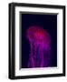 Jellyfish in Aquarium of Quebec, Sainte-Foy, Quebec City, Quebec, Canada-Panoramic Images-Framed Photographic Print