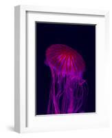 Jellyfish in Aquarium of Quebec, Sainte-Foy, Quebec City, Quebec, Canada-Panoramic Images-Framed Photographic Print