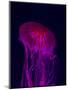 Jellyfish in Aquarium of Quebec, Sainte-Foy, Quebec City, Quebec, Canada-Panoramic Images-Mounted Photographic Print