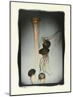 Jellyfish in Motion 1-Theo Westenberger-Mounted Photographic Print