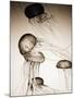 Jellyfish in Motion 2-Theo Westenberger-Mounted Art Print