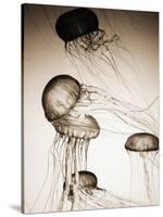 Jellyfish in Motion 2-Theo Westenberger-Stretched Canvas