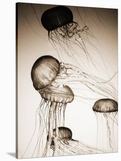 Jellyfish in Motion 2-Theo Westenberger-Stretched Canvas