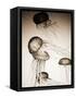 Jellyfish in Motion 2-Theo Westenberger-Framed Stretched Canvas