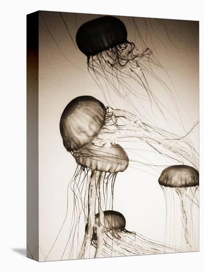 Jellyfish in Motion 2-Theo Westenberger-Stretched Canvas