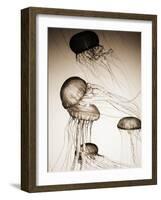 Jellyfish in Motion 2-Theo Westenberger-Framed Art Print