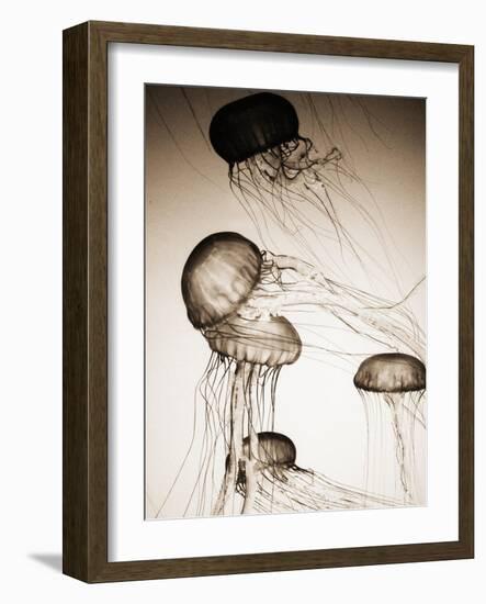 Jellyfish in Motion 2-Theo Westenberger-Framed Art Print