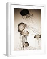 Jellyfish in Motion 2-Theo Westenberger-Framed Art Print