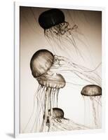 Jellyfish in Motion 2-Theo Westenberger-Framed Art Print