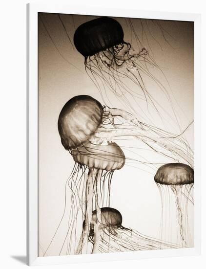 Jellyfish in Motion 2-Theo Westenberger-Framed Art Print