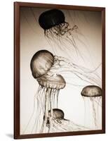 Jellyfish in Motion 2-Theo Westenberger-Framed Art Print