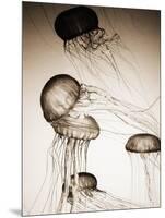 Jellyfish in Motion 2-Theo Westenberger-Mounted Art Print