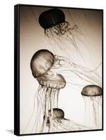 Jellyfish in Motion 2-Theo Westenberger-Framed Stretched Canvas
