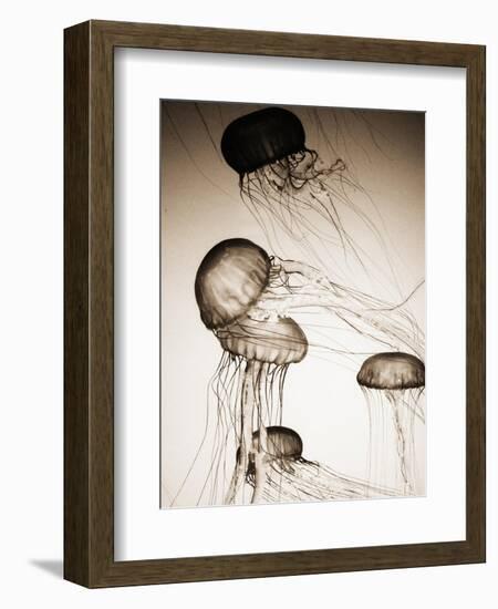 Jellyfish in Motion 2-Theo Westenberger-Framed Art Print