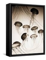 Jellyfish in Motion 3-Theo Westenberger-Framed Stretched Canvas