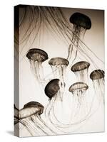 Jellyfish in Motion 3-Theo Westenberger-Stretched Canvas