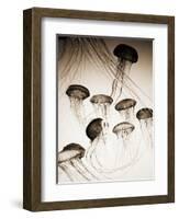 Jellyfish in Motion 3-Theo Westenberger-Framed Art Print