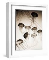 Jellyfish in Motion 3-Theo Westenberger-Framed Art Print