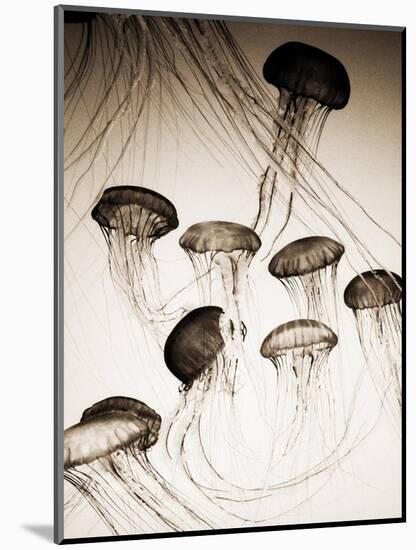 Jellyfish in Motion 3-Theo Westenberger-Mounted Art Print