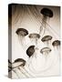 Jellyfish in Motion 3-Theo Westenberger-Stretched Canvas