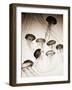 Jellyfish in Motion 3-Theo Westenberger-Framed Art Print
