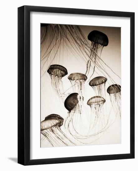 Jellyfish in Motion 3-Theo Westenberger-Framed Art Print