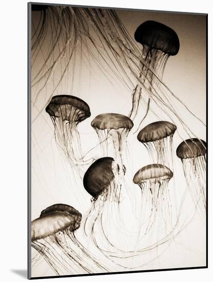 Jellyfish in Motion 3-Theo Westenberger-Mounted Art Print
