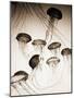 Jellyfish in Motion 3-Theo Westenberger-Mounted Art Print