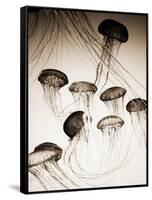 Jellyfish in Motion 3-Theo Westenberger-Framed Stretched Canvas