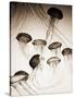 Jellyfish in Motion 3-Theo Westenberger-Stretched Canvas