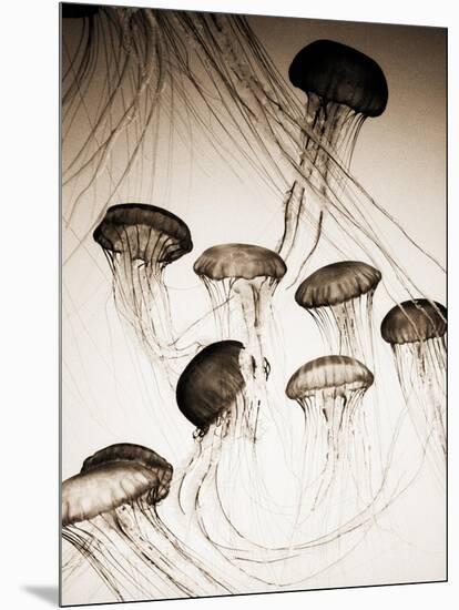 Jellyfish in Motion 3-Theo Westenberger-Mounted Art Print