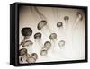 Jellyfish in Motion 4-Theo Westenberger-Framed Stretched Canvas