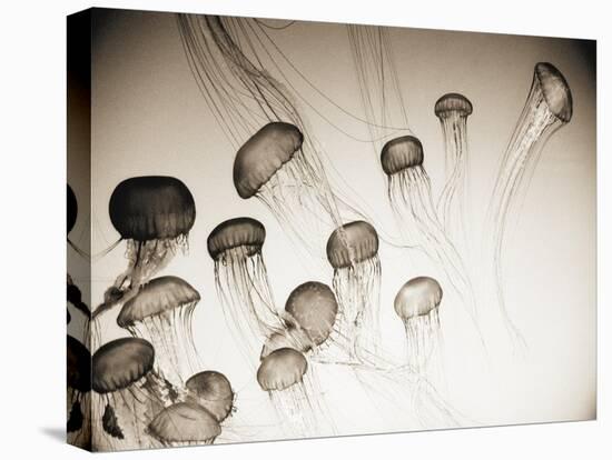 Jellyfish in Motion 4-Theo Westenberger-Stretched Canvas