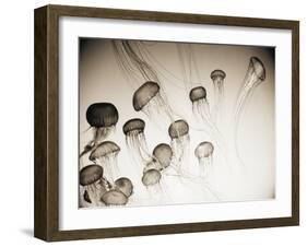 Jellyfish in Motion 4-Theo Westenberger-Framed Art Print