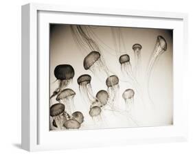 Jellyfish in Motion 4-Theo Westenberger-Framed Art Print