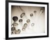 Jellyfish in Motion 4-Theo Westenberger-Framed Art Print